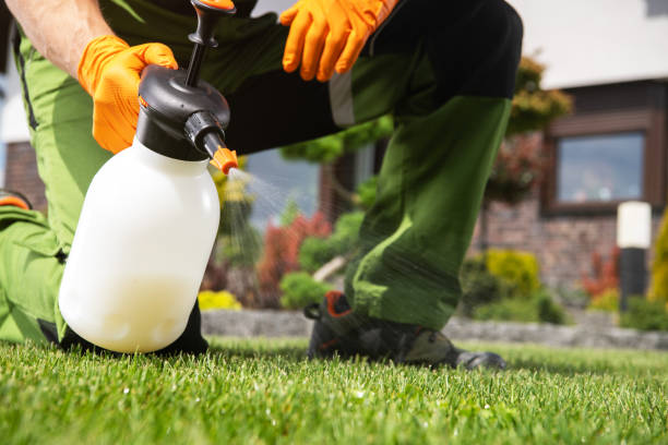 Best Termite Control Services  in Aurora, MN