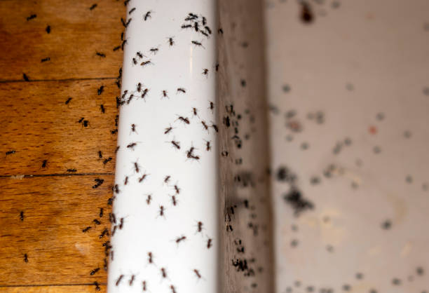 Best Cockroach Control Services  in Aurora, MN